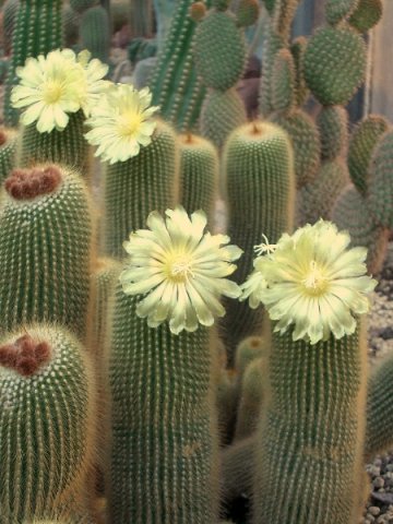 Notocactus_eninghausii